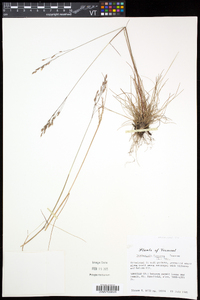 Deschampsia flexuosa image