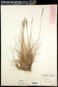 Deschampsia flexuosa image