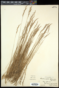 Deschampsia flexuosa image