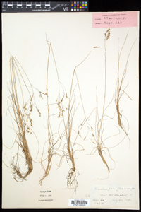 Deschampsia flexuosa image