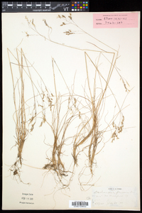 Deschampsia flexuosa image