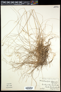 Deschampsia flexuosa image