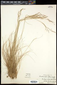 Deschampsia flexuosa image