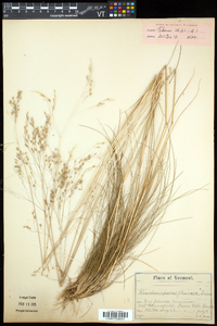 Deschampsia flexuosa image