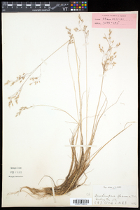 Deschampsia flexuosa image