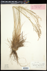 Deschampsia flexuosa image