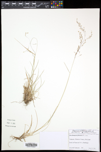 Deschampsia flexuosa image