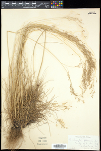 Deschampsia flexuosa image