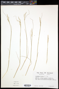 Deschampsia flexuosa image