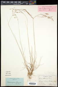 Deschampsia flexuosa image