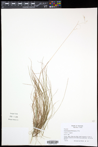 Deschampsia flexuosa image