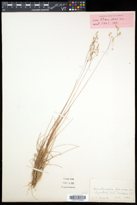 Deschampsia flexuosa image