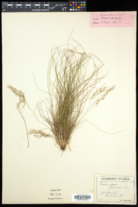 Deschampsia flexuosa image