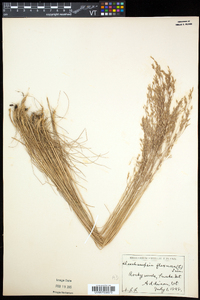 Deschampsia flexuosa image