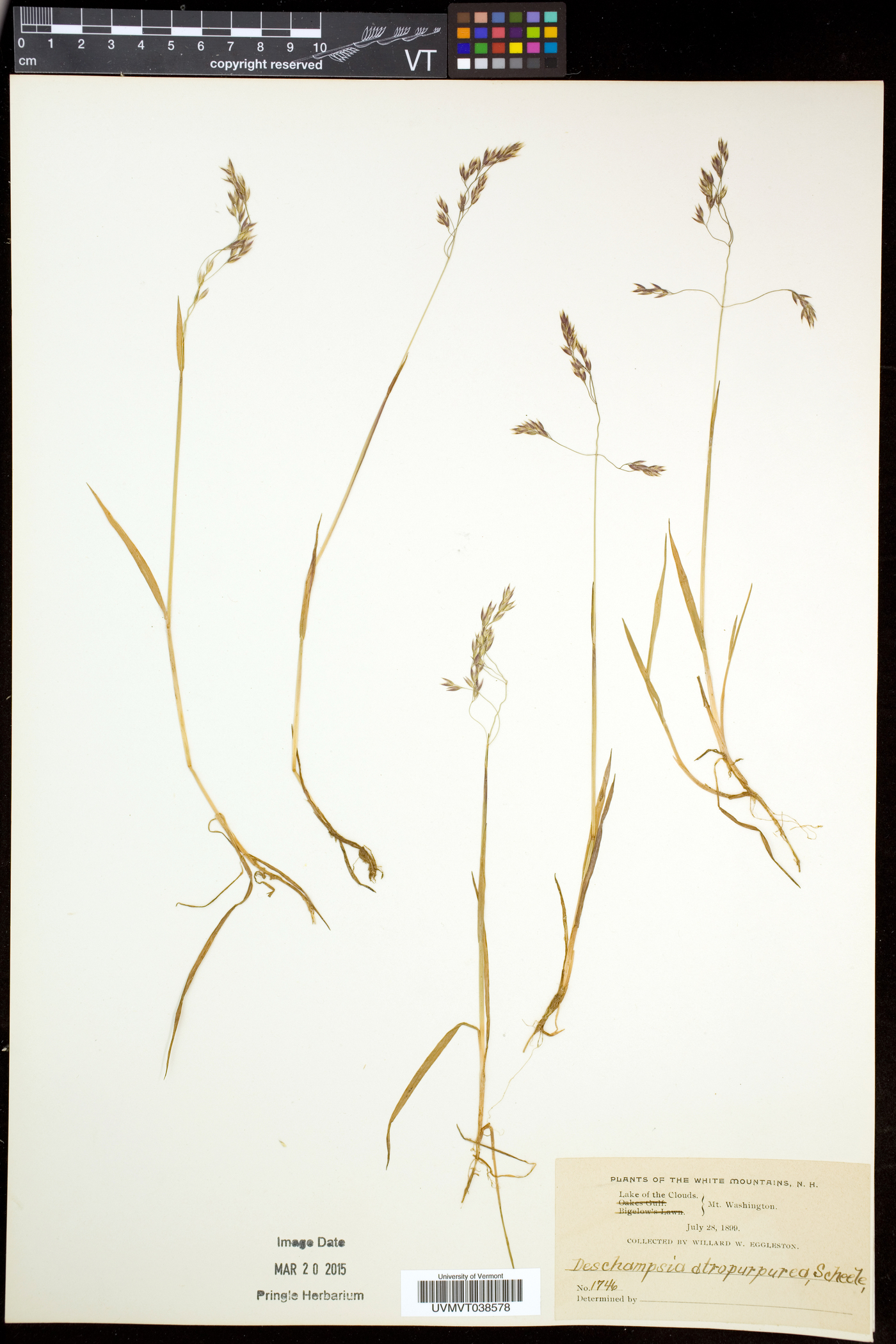 Vahlodea image