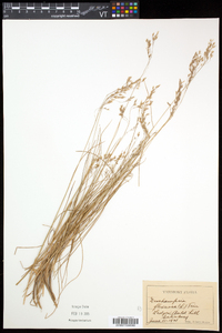 Deschampsia flexuosa image