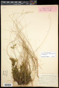 Deschampsia flexuosa image