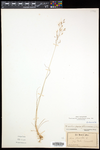 Deschampsia flexuosa image