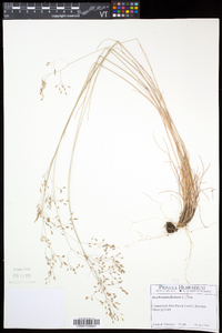 Deschampsia flexuosa image