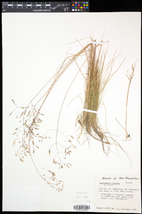 Deschampsia flexuosa image