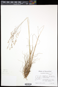 Deschampsia flexuosa image