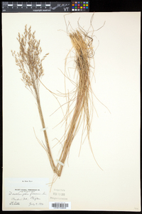 Deschampsia flexuosa image