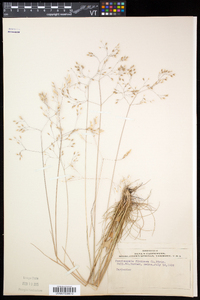 Deschampsia flexuosa image