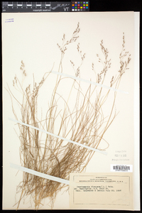 Deschampsia flexuosa image