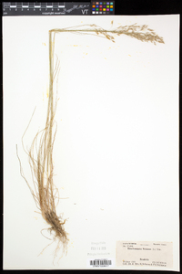 Deschampsia flexuosa image