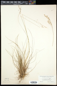 Deschampsia flexuosa image