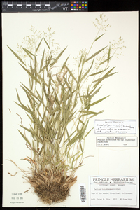 Dichanthelium acuminatum subsp. columbianum image