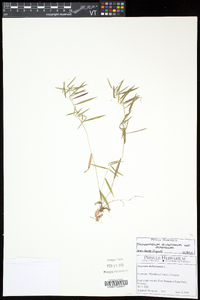 Dichanthelium dichotomum subsp. dichotomum image