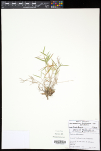 Dichanthelium dichotomum subsp. dichotomum image