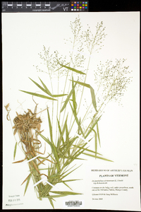 Dichanthelium dichotomum subsp. dichotomum image