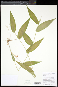 Dichanthelium latifolium image