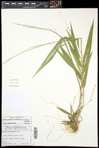 Dichanthelium xanthophysum image