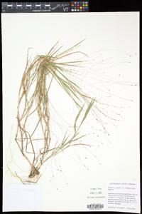 Digitaria cognata image