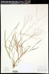 Digitaria cognata image