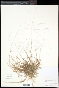 Digitaria cognata image