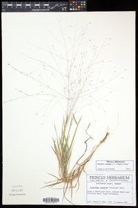 Digitaria cognata image