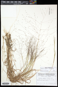 Digitaria cognata image