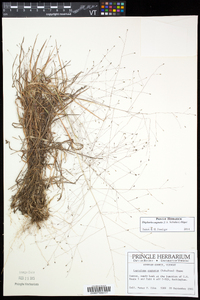 Digitaria cognata image