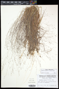 Digitaria cognata image