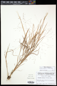 Digitaria cognata image