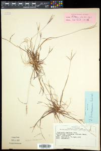 Digitaria ischaemum image