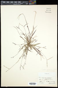 Digitaria ischaemum image