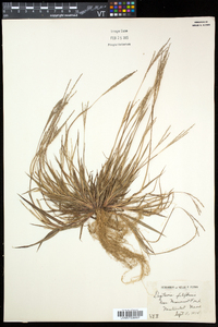 Digitaria filiformis image