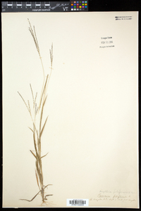 Digitaria filiformis image