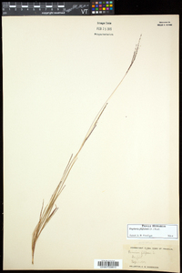 Digitaria filiformis image