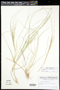 Diplachne fusca subsp. fascicularis image